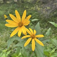 キクイモ,菊芋,裏庭,手作りの庭,花のある暮らしの画像