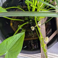 オモダカの画像