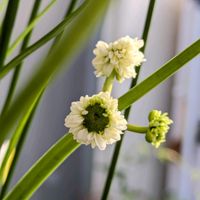 オモダカの画像