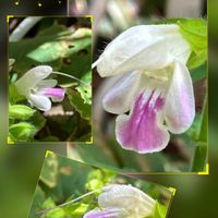 オジギソウ,クレロデンドルム　ブルーウイング ,カンレンボク,秋桜(コスモス),タンチョウアキギリの画像