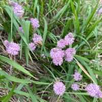 チャイブの画像