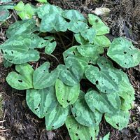 カンアオイ,リンドウの蕾,トチバニンジンの実,秋の気配,癒しの場所の画像