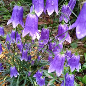 イワシャジン,ロシアンセージ,ラベンダーセージ,アメジストセージ,トウテイランの画像