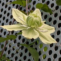 ハゴロモジャスミン,クレマチス 白万重,つる性植物,小さな花壇,小さな庭の画像