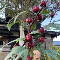 ローゼル,ローゼル,バイモ（アミガサユリ）の画像