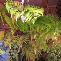 ダイギンリュウ,タカワラビ,キンモウコウ,ジオ・ゴールデン・ボバイン,観葉植物の画像