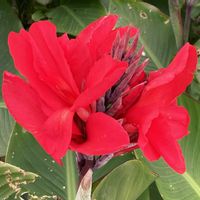 カンナ,お出かけ先にての画像