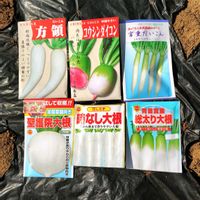 大根,大根,コウシンダイコン,聖護院大根,宮重大根の画像