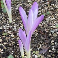 イヌサフラン,お出かけ先にての画像