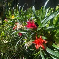 グズマニアの画像