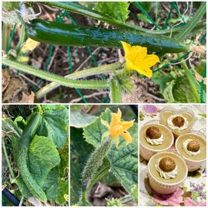 キュウリ,キュウリ,黄色い花,癒し,美味しいの画像