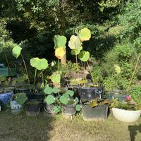 サギソウ,ミズゴケ,熱帯スイレン,殿さまカエル,蓮　一天四海の画像