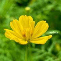 かぼちゃ,キバナコスモス,カボス,八重咲きコスモス,山芋 むかごの画像