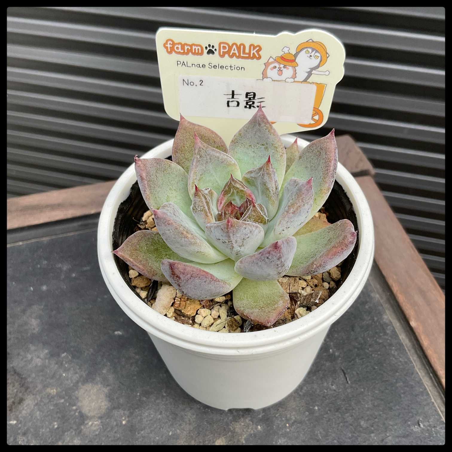 E*n様 ナイルの一滴 実生 透明選抜 S1-10 現物 多肉植物 ハオルチア Haworthia tomentosa n.n., IB13745, Joubertskraal 色素薄い