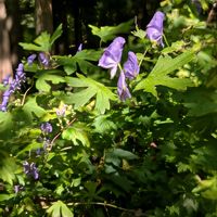 サワギキョウ,トリカブト,トリカブト,トリカブト,トウテイランの画像