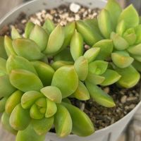 黄麗,月の王子,多肉植物,DAISO多肉植物の画像