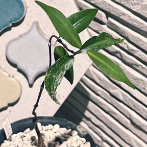 ペトペンチア ナタレンシス,ペトペンチア ナタレンシス,植え替え,秋の気配,多肉のある暮らしの画像