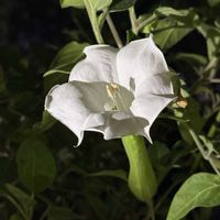 チョウセンアサガオ,チョウセンアサガオ,京都府立植物園,草本,ナス科の画像