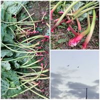 白鳥,白鳥,ルバーブ,ルバーブ,癒しの画像