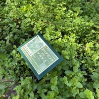 スペアミントの画像