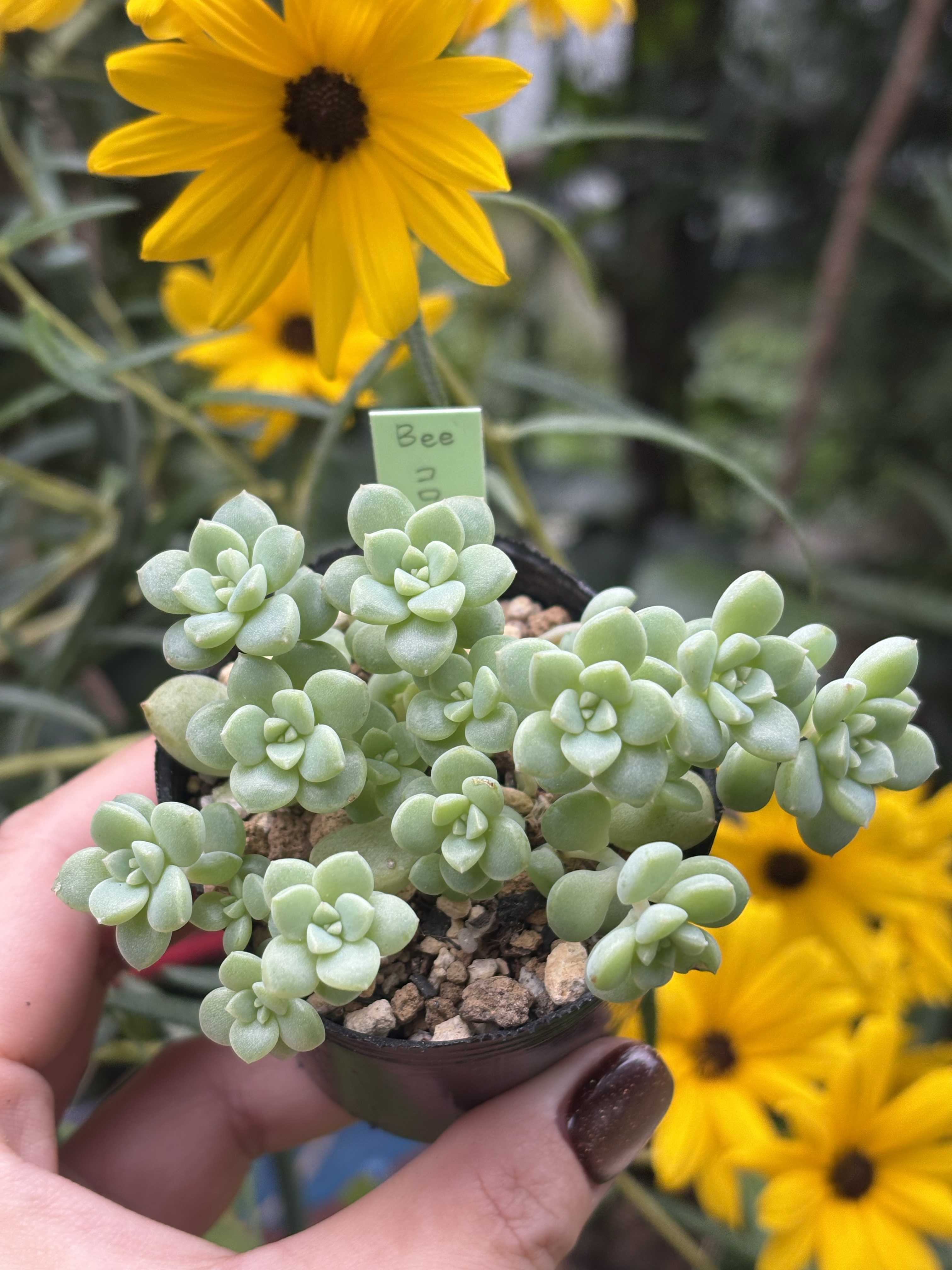 bee houseの一覧｜🍀GreenSnap（グリーンスナップ）