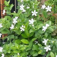 セイロンライティアの画像