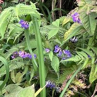 ヤマブキ,キミガヨラン,クサフジ,キュンキュン乙女倶楽部,ちっちゃいものクラブの画像