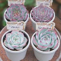 パルスノー,パルスノー,ピーチコロン,ピーチコロン,クインコロネットの画像