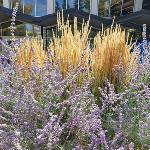 ロシアンセージ,カールフォスター,カナダの画像