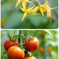 トマト,トマト,ナンバンギセル,ナンバンギセル,ミニトマトの画像