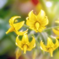 トマト,ミニトマト,トマトの花,野菜の花,トマト栽培の画像