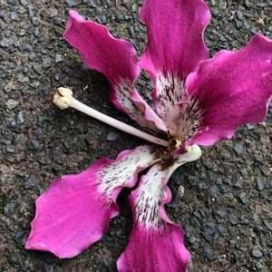 サンタンカ,トックリキワタ,トックリキワタ,タイワンツバキ,センネンボクの花の画像