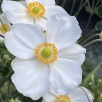 シュウメイギク,お出かけ先にての画像