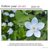 日々草,セイロンライティア,可愛い,鮮やか ,癒しの画像