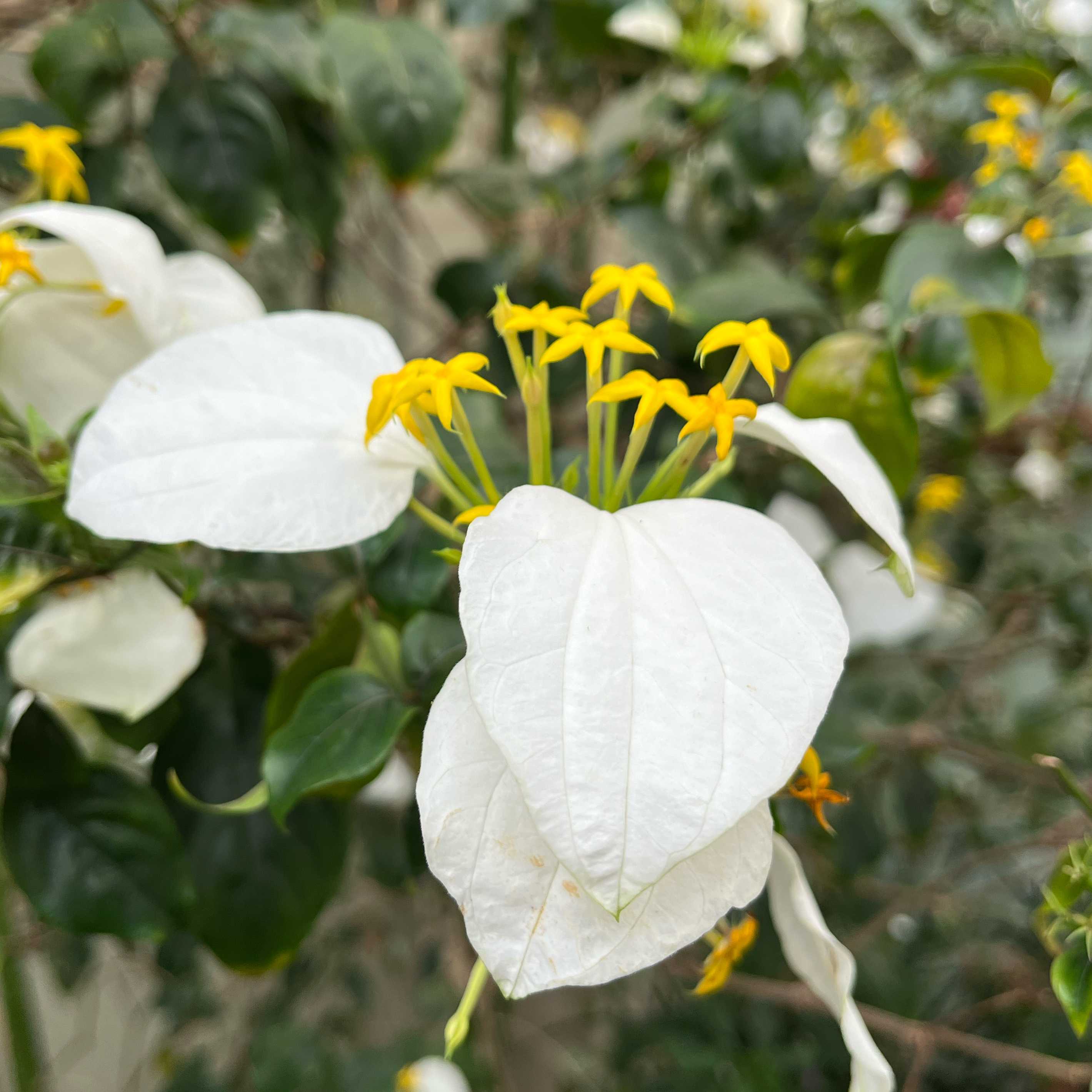 コンロンカの育て方｜置き場所や挿し木の方法は？剪定は必要