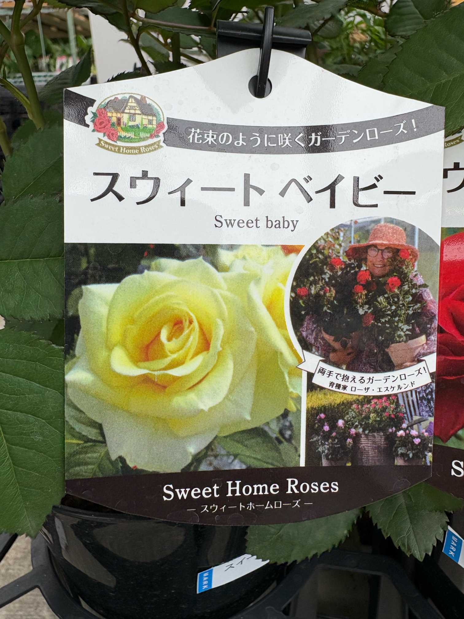 2025年薔薇 スウィートベイビー｜🍀GreenSnap（グリーンスナップ）