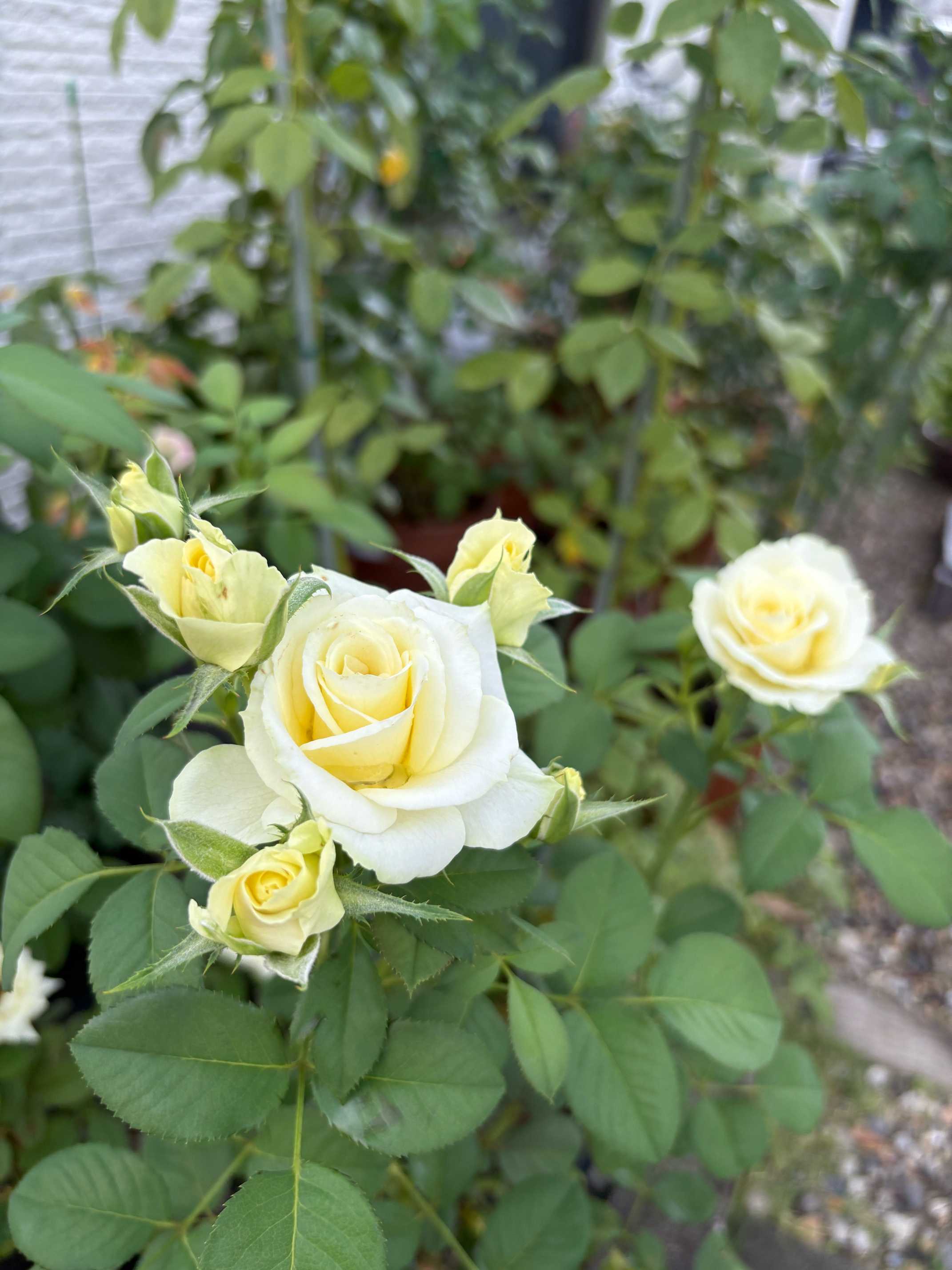 2025年薔薇 スウィートベイビー｜🍀GreenSnap（グリーンスナップ）