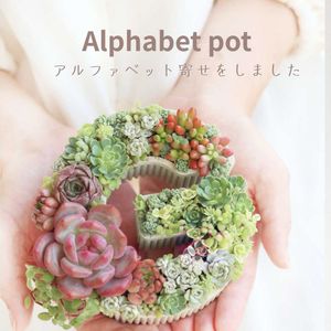 セダム,セダム,多肉,エケベリア,ハンドメイド雑貨の画像