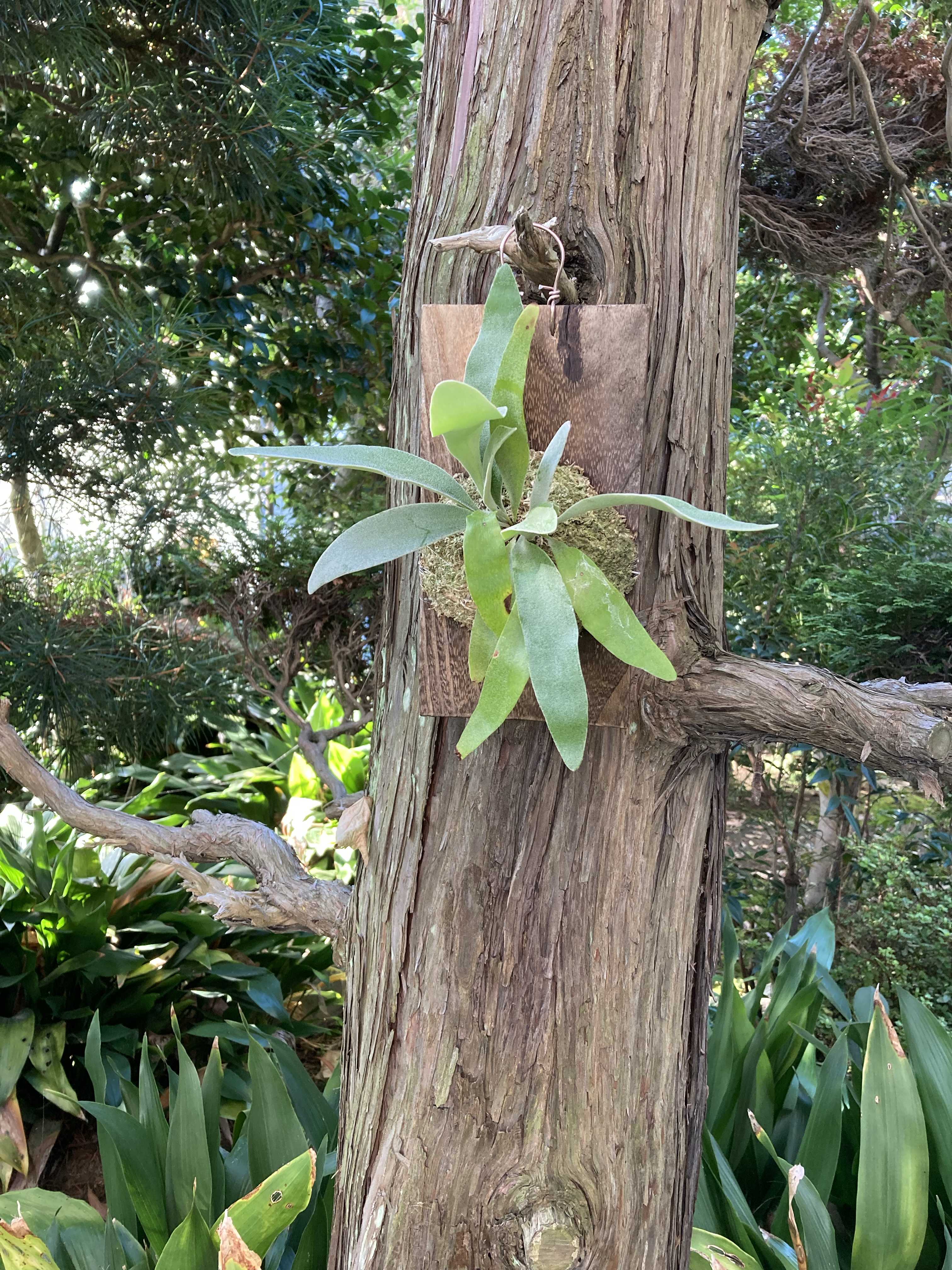 成長点の向き2 ビカクシダの森
