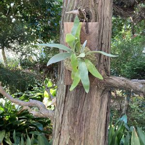 ビカクシダ・ビーチー,エピプレムナム・ピナツム セブブルー, ビカクシダの画像