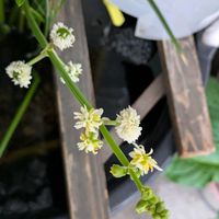 オモダカの画像