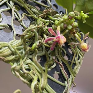 胡蝶蘭,ハウエアラ ラバ バースト,ハウエアラ ラバ バースト,クロウェシア ルッセリアナ,胡蝶蘭　花芽の画像