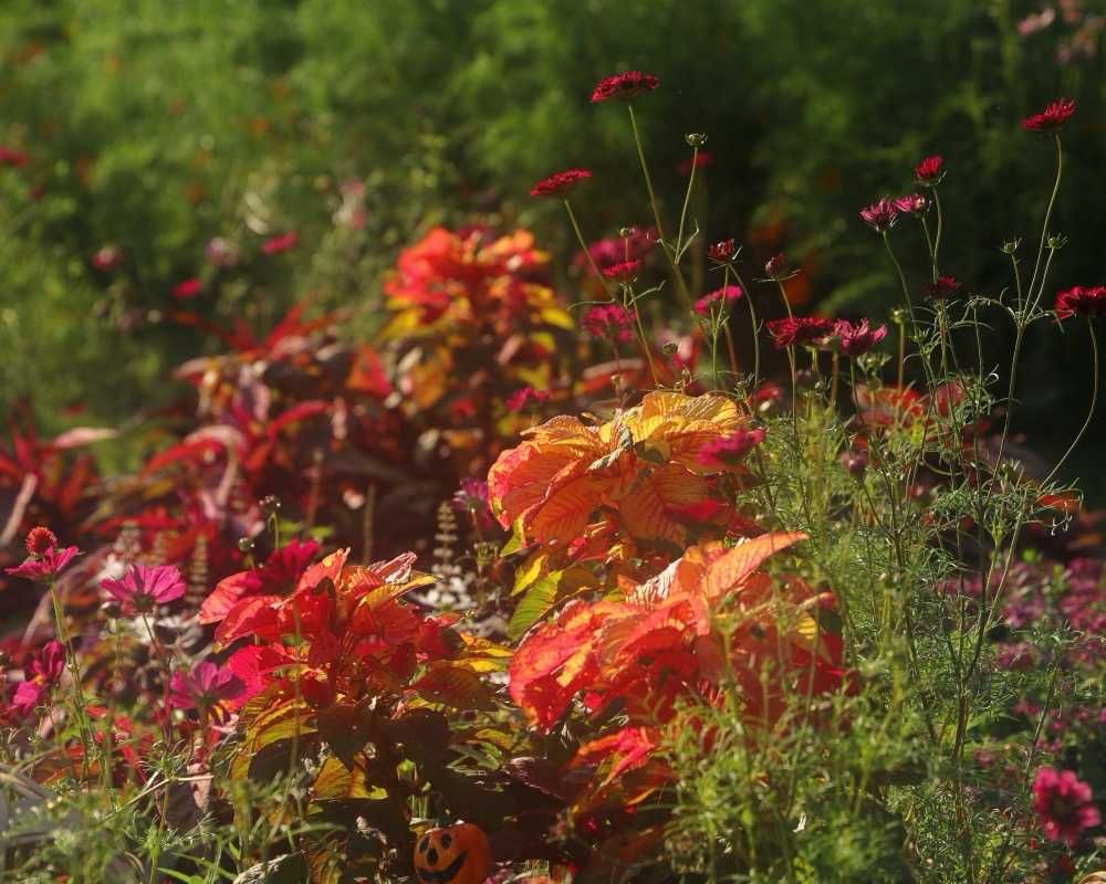 maroさんの里山ガーデン（大花壇）への投稿