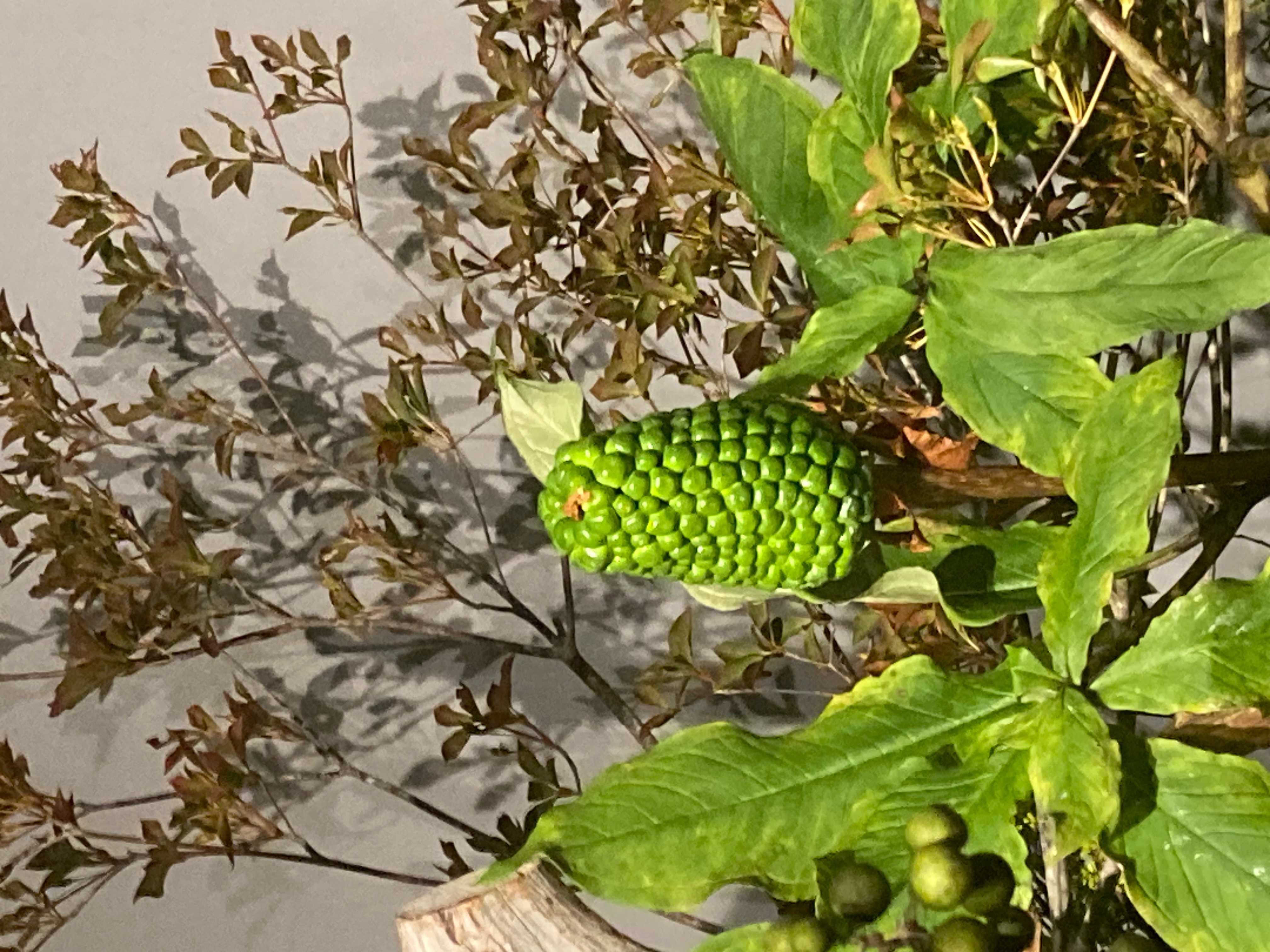 クボタテンナンショウ 球根 日本のテンナンショウ