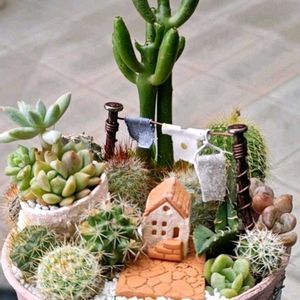 多肉寄せ植え,手作り鉢,テラコッタ鉢,#多肉植物,月の手しごとの画像