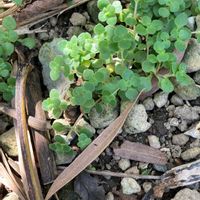 マルバマンネングサの画像