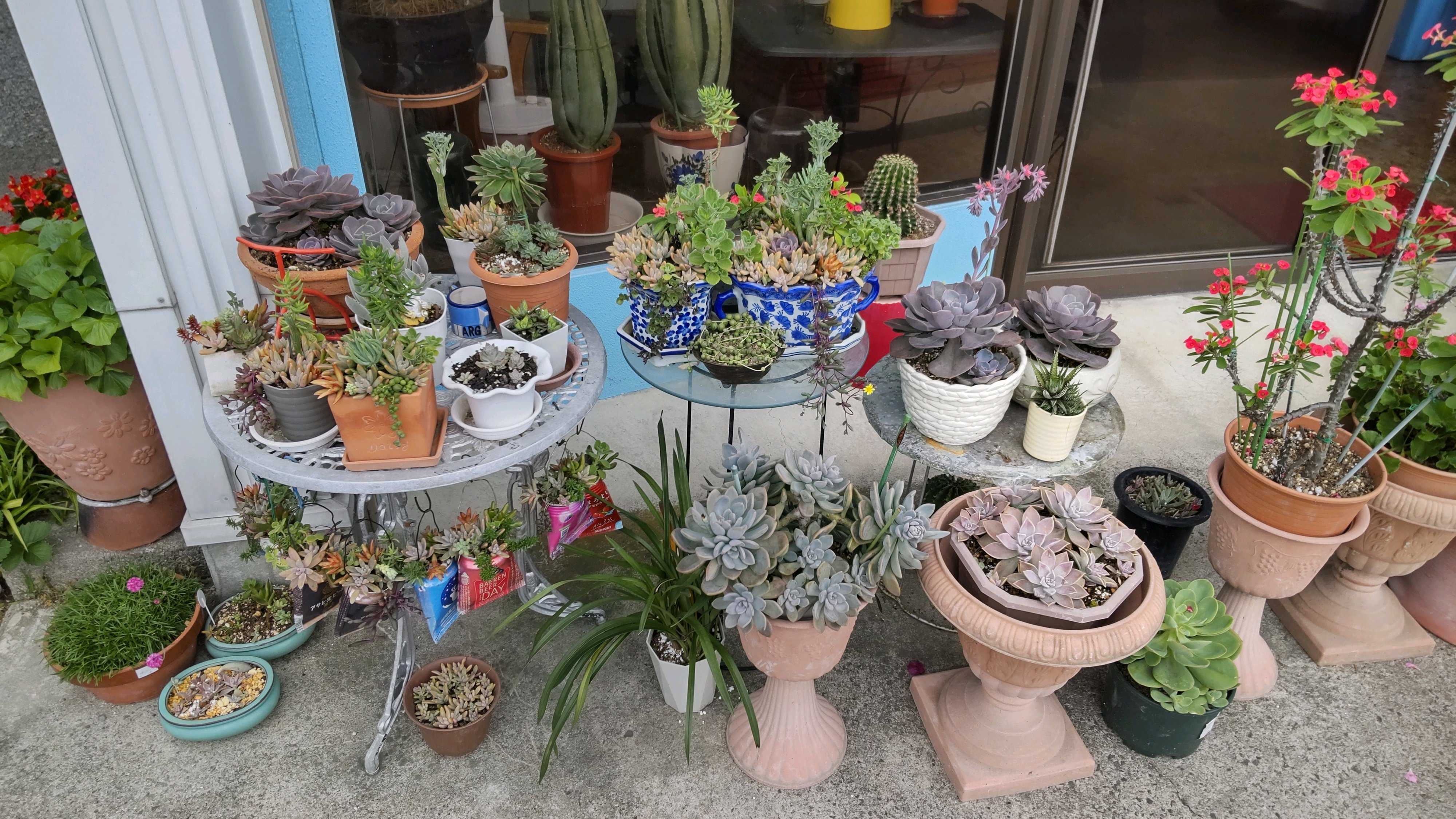 赤と緑のグラデーションが美しい！多肉植物の「夕映え」とは