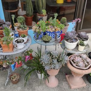 miyuki*･☪:.多肉,miyuki*･☪:.多肉,紅葉する多肉,多肉大好き,多肉棚の画像