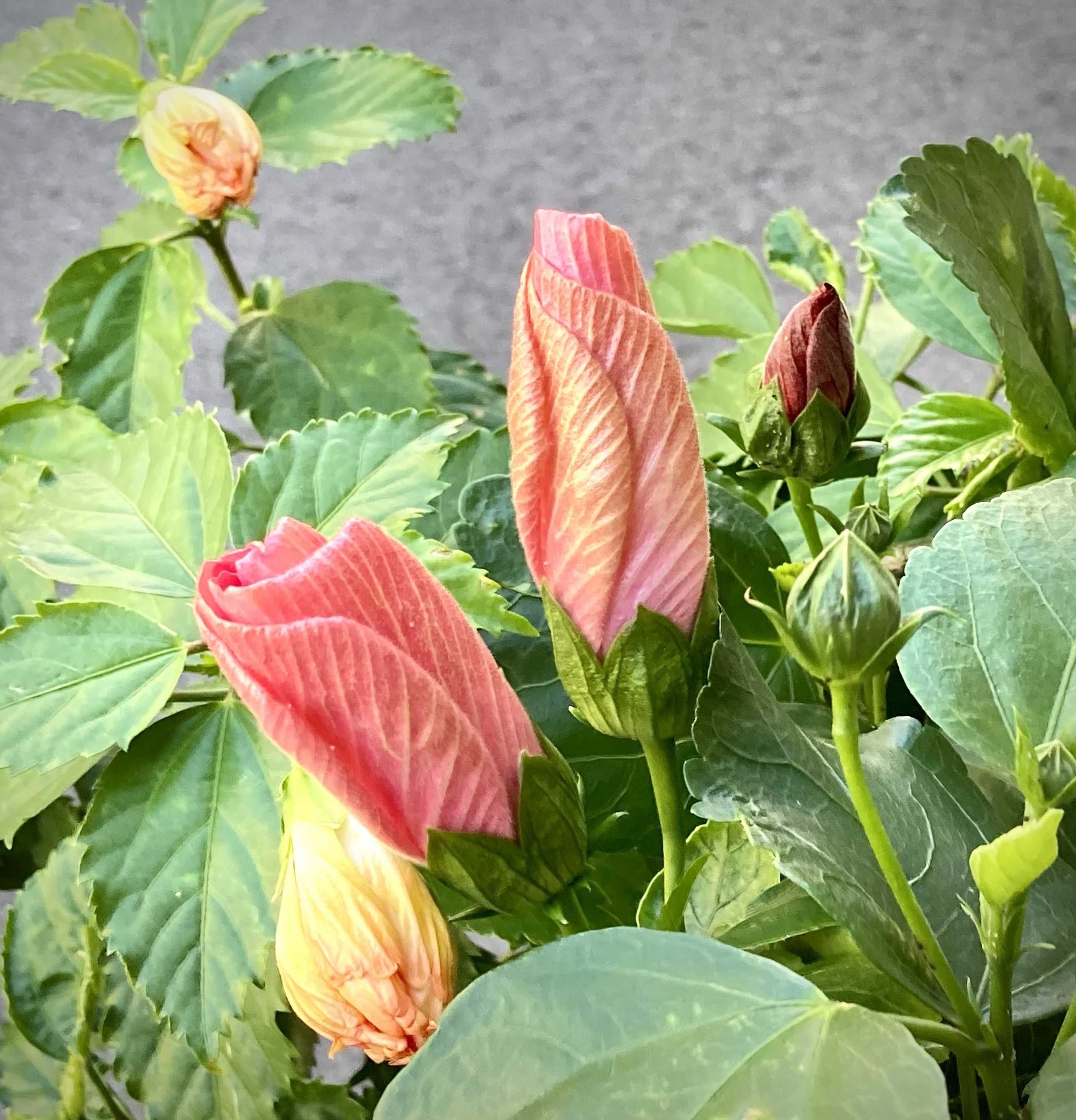 ハスの蕾 淡い緑色とピンク色 No.132 つがの里 ハス 2024年｜🍀GreenSnap（グリーンスナップ）