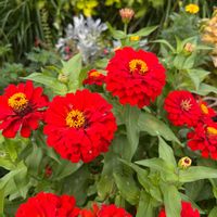 ジニア（百日草）の画像